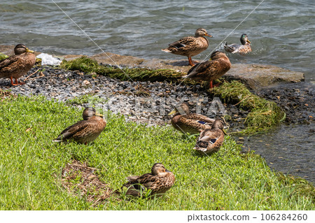 Margamo on the shores of Lake Biwa　 106284260