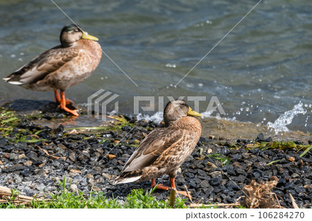 Margamo on the shores of Lake Biwa　 106284270