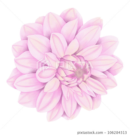 pink dahlia flower 106284313