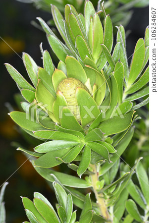 Ruka dendron Ruka dendron 106284607