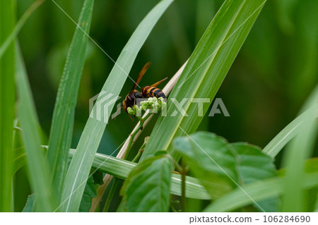 Flower-visiting insect Himes wasp ♀ Flower-visiting insect Himes wasp ♀ 106284690