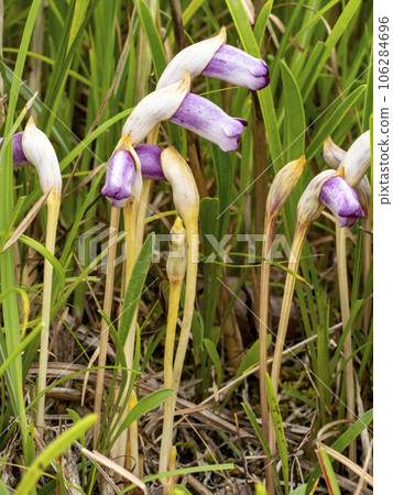 Nanbangiseru flower growing near pampas grass 106284696