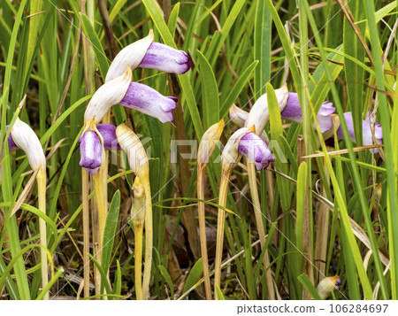 生長在蒲葦附近的 Nanbangiseru 花 106284697