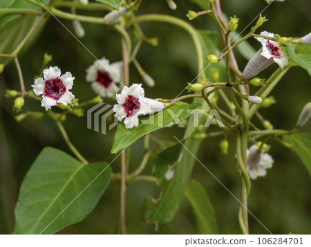 Hexokazura flowers Hexokazura flowers 106284701