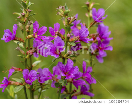 味噌Haigi花 味噌Haigi花 106284704