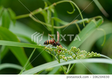 Flower-visiting insect Himes wasp ♀ 106284830