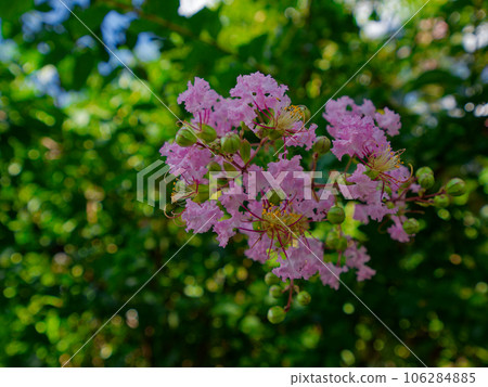 Red crape myrtle flower Red crape myrtle flower 106284885