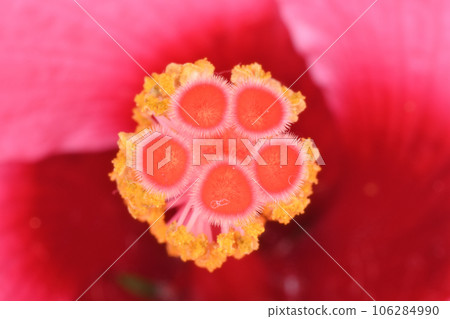 芙蓉鞋黑植物 106284990