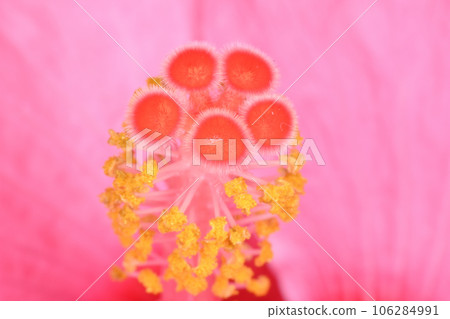 芙蓉鞋黑植物 106284991