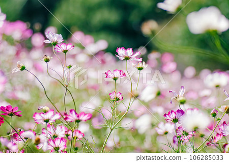 Cosmos swaying in the wind 106285033