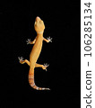 Leopard Gecko Bell Albino Sungrow Leopard Gecko Bell Albino Sungrow 106285134