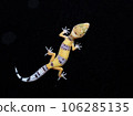 Leopard Gecko Hypotangerine Leopard Gecko Hypotangerine 106285135