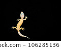 Leopard gecko leucistic Leopard gecko leucistic 106285136