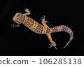 Leopard gecko high yellow Leopard gecko high yellow 106285138