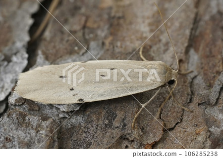 Closeup on a lightbrown dotted footman moth, Pelosia muscerda sitting on wood in the garden Closeup on a lightbrown dotted footman moth, Pelosia muscerda sitting on wood in the garden 106285238