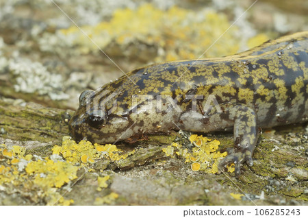 Closeup on a male of the colorful and rare Hondo streamside salamander, Hynobius kimurae, sitting on a piece of wood 106285243