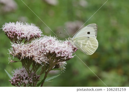 Closeup on the large white butterfly, Pieris brassicae sitting on a pink Hemp agrymony flower 106285259