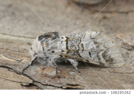 Closeup on the white sallow kitten moth, Furcula furcula sitting on wood 106285262
