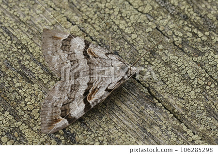 Closeup on the Purple treble-bar owlet moth, Aplocera praeformata, sitting on wood Closeup on the Purple treble-bar owlet moth, Aplocera praeformata, sitting on wood 106285298