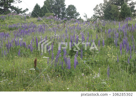 Colorful landscape view on an aggregation of blue flowering large-leaved lupines, Lupinus polyphyllus Colorful landscape view on an aggregation of blue flowering large-leaved lupines, Lupinus polyphyllus 106285302