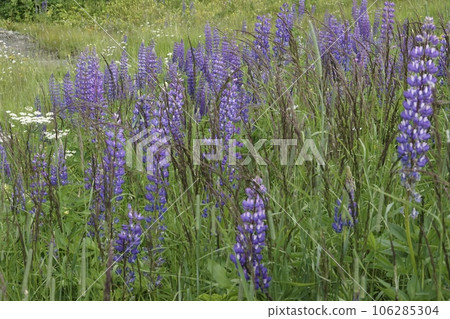 Colorful landscape view on an aggregation of blue flowering large-leaved lupines, Lupinus polyphyllus Colorful landscape view on an aggregation of blue flowering large-leaved lupines, Lupinus polyphyllus 106285304