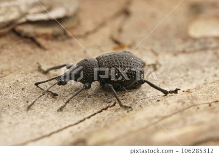 Detailed closeup on a black Curculionidae weevil beetle, Otiorhynchus gemmatus sitting on a wood Detailed closeup on a black Curculionidae weevil beetle, Otiorhynchus gemmatus sitting on a wood 106285312