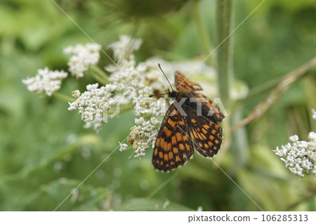 Closeup on the Heath Fritillary butterfly, Melitaea athalia, sitting on a grean leaf with spread wings Closeup on the Heath Fritillary butterfly, Melitaea athalia, sitting on a grean leaf with spread wings 106285313