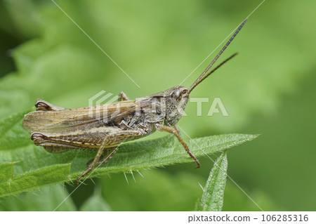 Closeup on the brown Locomotive Grasshopper, Chorthippus apricarius, sitting on a green leaf 106285316