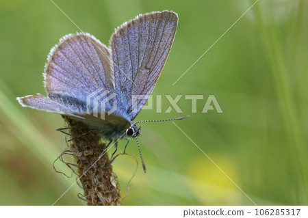 Colorful closeup on a Mazarine blue butterfly, Cyaniris semiargus sitting with open wings in the meadow 106285317