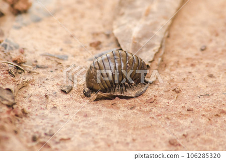 Glomerida ,Pill millipede is a millipede with a short segmented body. can roll into a bal Glomerida ,Pill millipede is a millipede with a short segmented body. can roll into a bal 106285320