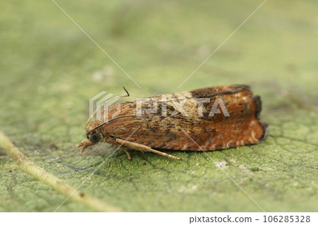 Detailed closeup on the the rusty oak tortricid moth, Cydia amplana , sitting on a green leaf 106285328