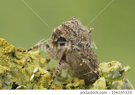 Closeup on the Nutmeg owlet moth, Anarta trifolii on a twig against a green background 106285329