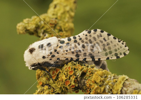Detailed closeup on the Leopard Moth, Zeuzera pyrina, sitting on a lichen covered twig Detailed closeup on the Leopard Moth, Zeuzera pyrina, sitting on a lichen covered twig 106285331