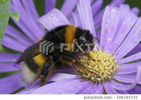 Georgeous colorful closeup on a queen Large earth bumblebee, Bombus terrestris grup, sitting on a blue Aster 106285335