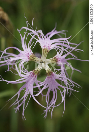 Closeup on the fragile and scented Fringed Pink Dianthus superba in a meadow in the Alps, Austria Closeup on the fragile and scented Fringed Pink Dianthus superba in a meadow in the Alps, Austria 106285340