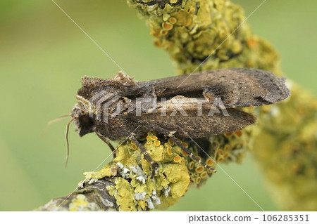 Closeup on a setaceous Hebrew Character owlet moth , on a lichen covered twig 106285351
