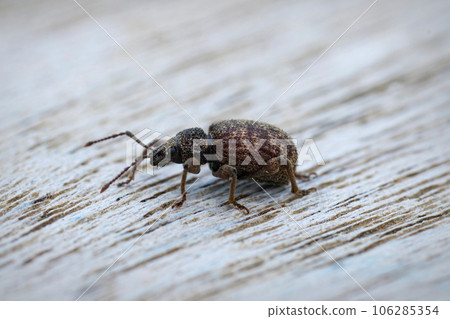 Closeup on the  small brown broad-nosed privet weevil, Otiorhynchus crataegi sitting on wood 106285354