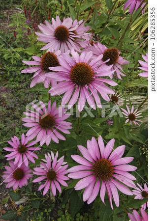 Colorful closeup on an aggregation of pink Echinacea purpurea flowers Colorful closeup on an aggregation of pink Echinacea purpurea flowers 106285356