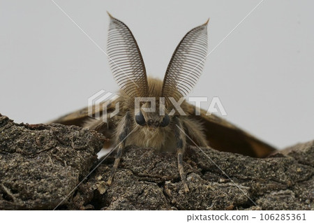 Facial closeup on the American gypsy or Spongy Moth, Lymantria dispar, against a white background Facial closeup on the American gypsy or Spongy Moth, Lymantria dispar, against a white background 106285361