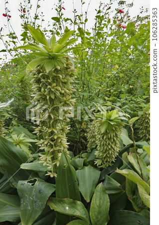 Closeup on a green deciduous bulbous perennial Autumn pineapple , Eucomis autumnalis plant in the garden 106285363