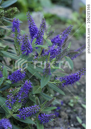 Closeup on a colorful bright blue blossoming evergreen Hebe pinguifolia shrub in the garden 106285366