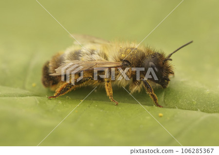 Closeup on an aged female red mason bee, Osmia bicolor, sitting on a green leaf 106285367
