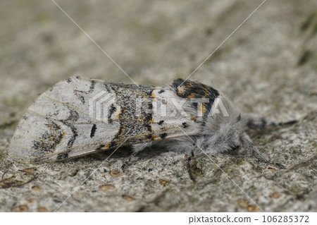 Closeup on the white sallow kitten moth, Furcula furcula sitting on wood 106285372