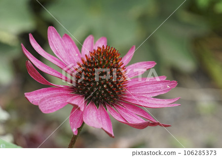 Colorful closeup on a pink colored cone flower, Echinacea purpurea in the garden 106285373