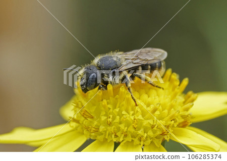 Closeup on a female blue-eyed Spined Mason Bee, Osmia spinulosa sitting on a yellow hawkweed flower 106285374