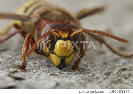Frontal closeup on a colorful yellow and red European hornet , Vespa crabro 106285375
