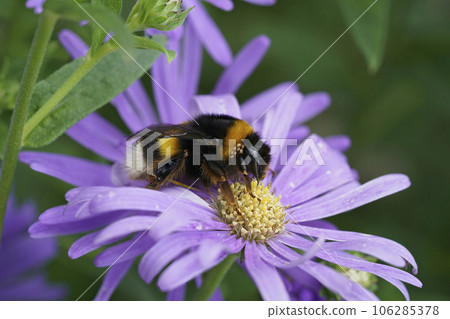 Georgeous colorful closeup on a queen Large earth bumblebee, Bombus terrestris grup, sitting on a blue Aster Georgeous colorful closeup on a queen Large earth bumblebee, Bombus terrestris grup, sitting on a blue Aster 106285378