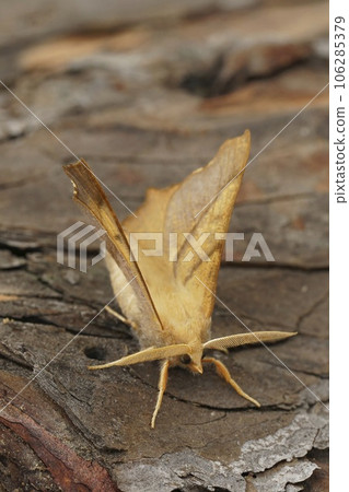 Vertical closeup on the orange Dusky Thorn geometer moth, Ennomos fuscantaria Vertical closeup on the orange Dusky Thorn geometer moth, Ennomos fuscantaria 106285379