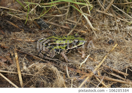 Closeup on the Eurasian marsh frog, Pelophylax ridibundus sitting in dried grass 106285384