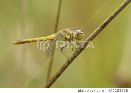 Closeup on a yellow Common Darter dragonfly, Sympetrum striolatum perched on a twig 106285386